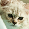 猫咪尿血是怎么回事？ - 知乎