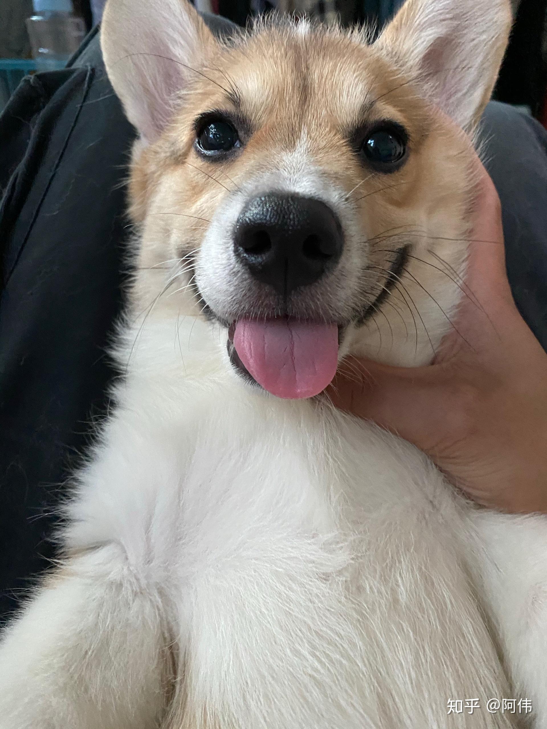 请问我家柯基这黑色嘴毛还能还能褪吗? - 知乎