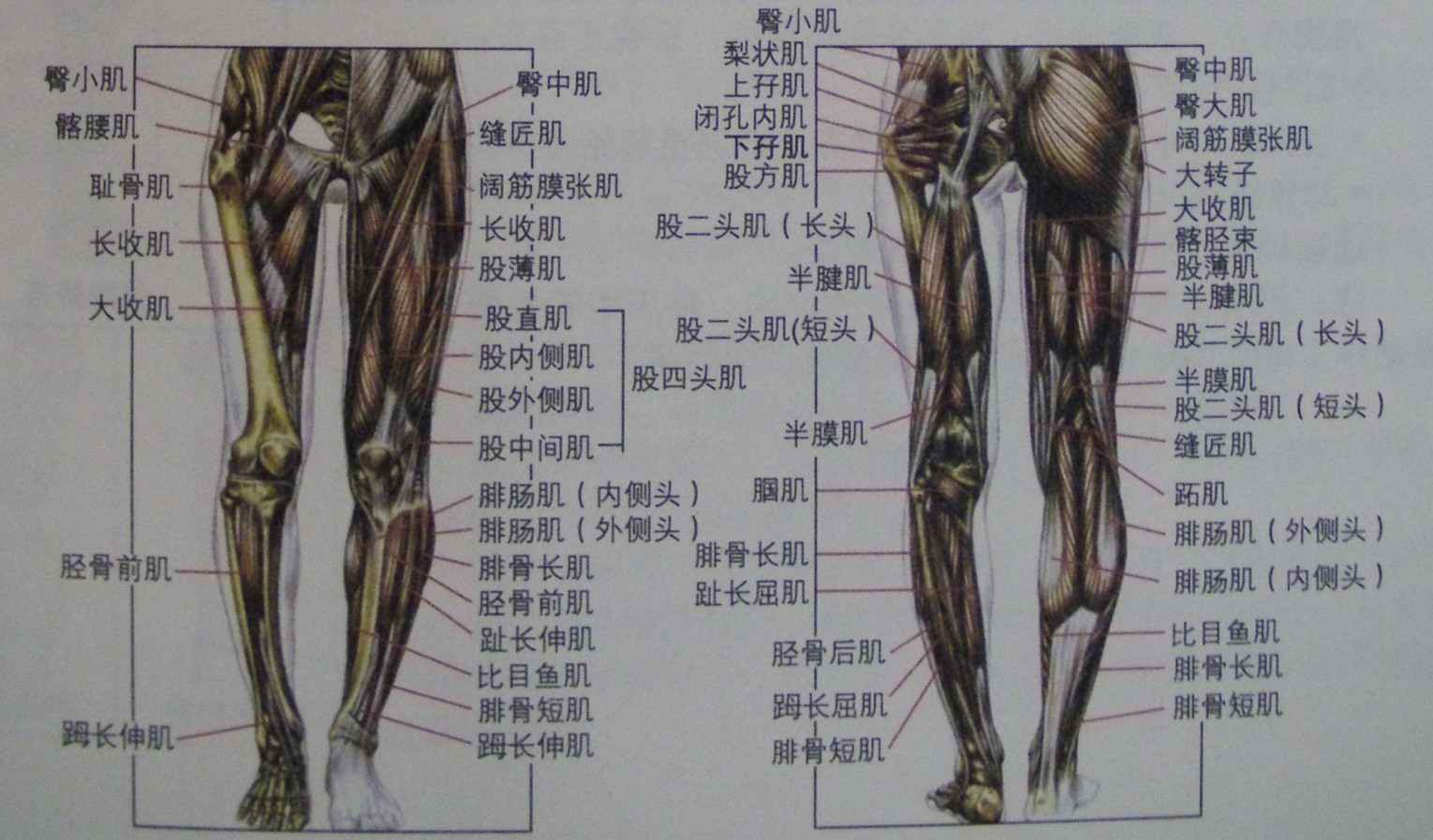 腿部力量訓練有哪些易錯的動作如何改正