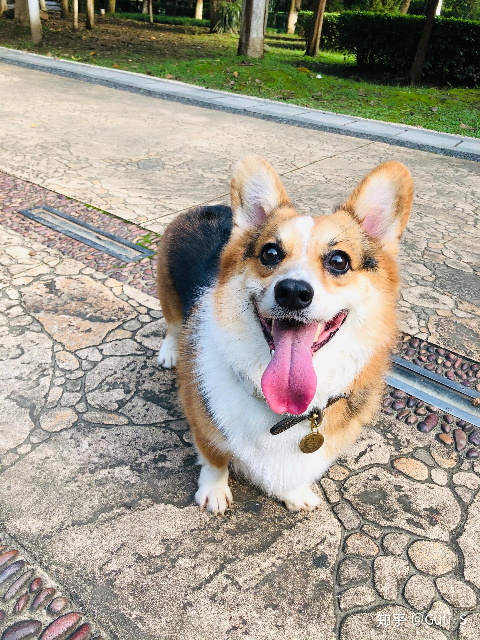 可以看看你家柯基小时候的照片吗? - 知乎