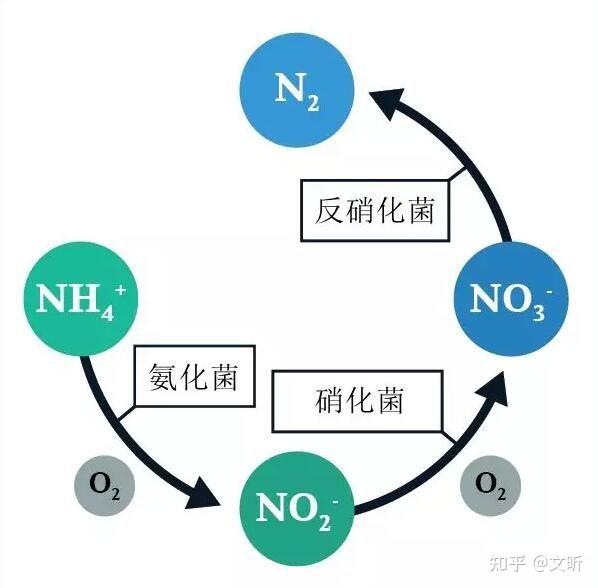 氨化细菌、硝化细菌和反硝化细菌的类型、作用和特点 - 知乎
