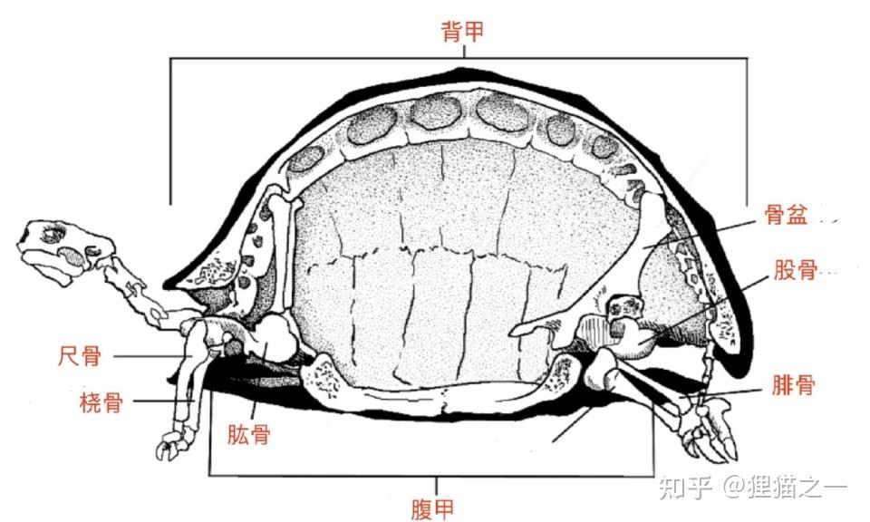 鳖看起来特别弱，软壳又笨重，但为啥龟没有完全抢占鳖的生态位、将其淘汰？ - 知乎