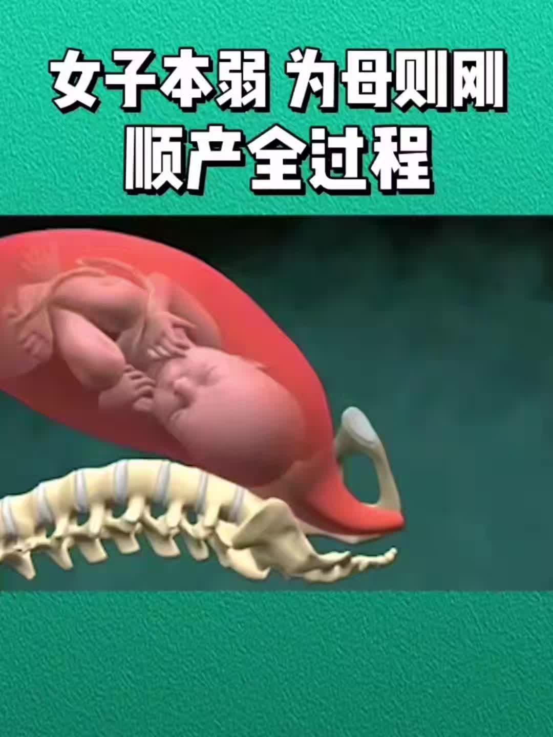 动画演示顺产全过程腹开七层骨开十指好好珍惜身边的她