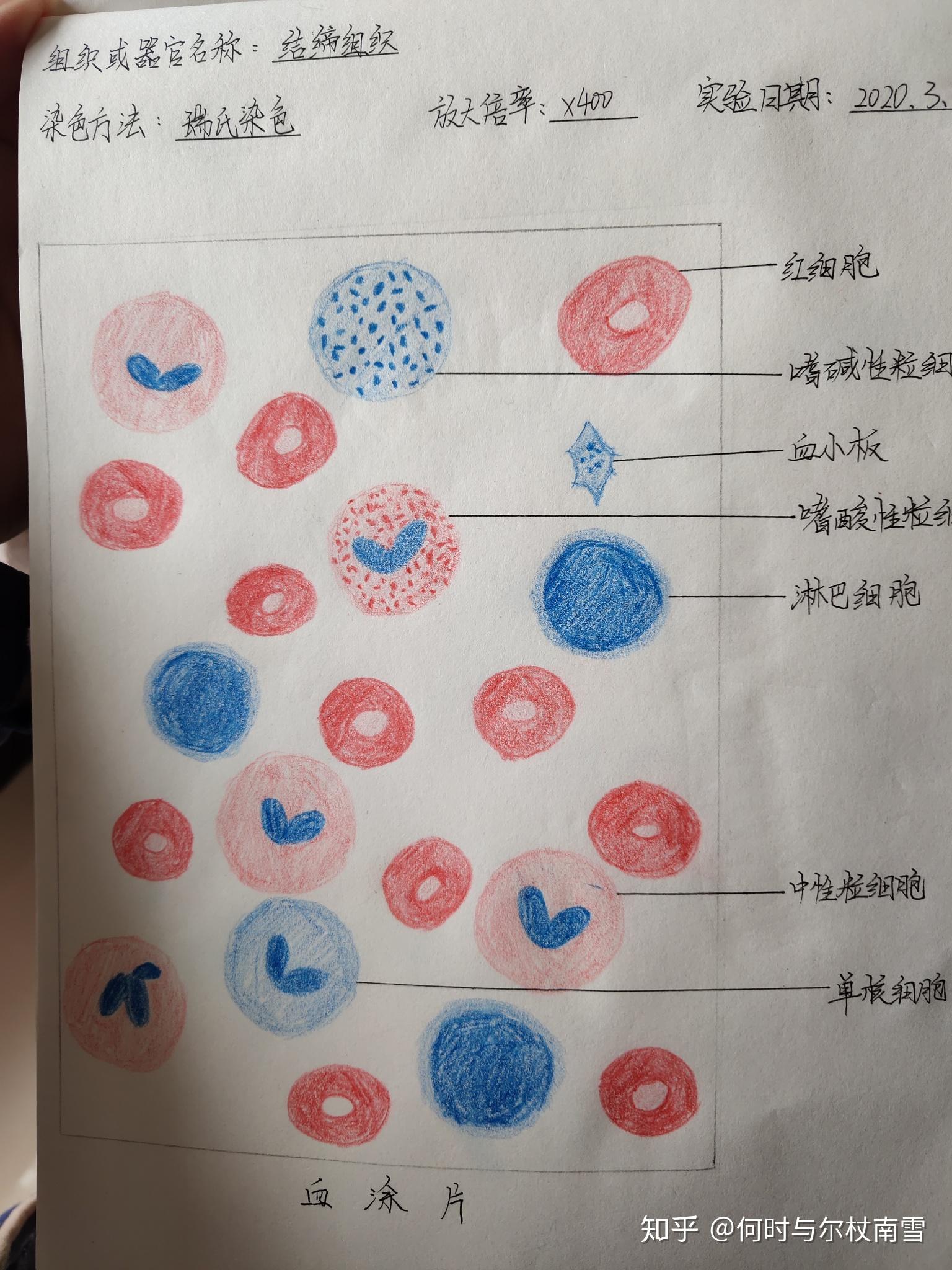 鸡血涂片红蓝绘图图片