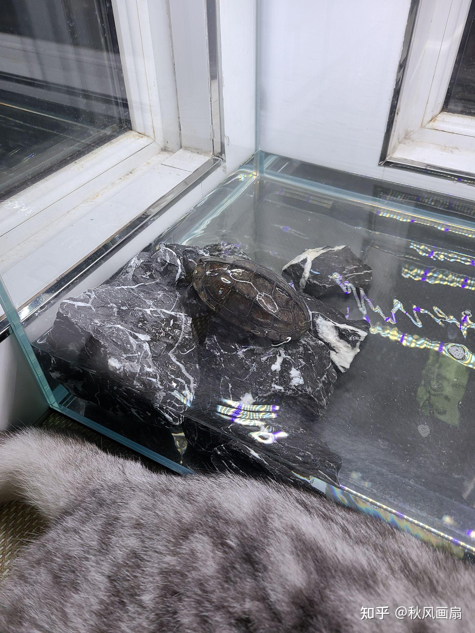 请问阳台养龟怎么避免绿水