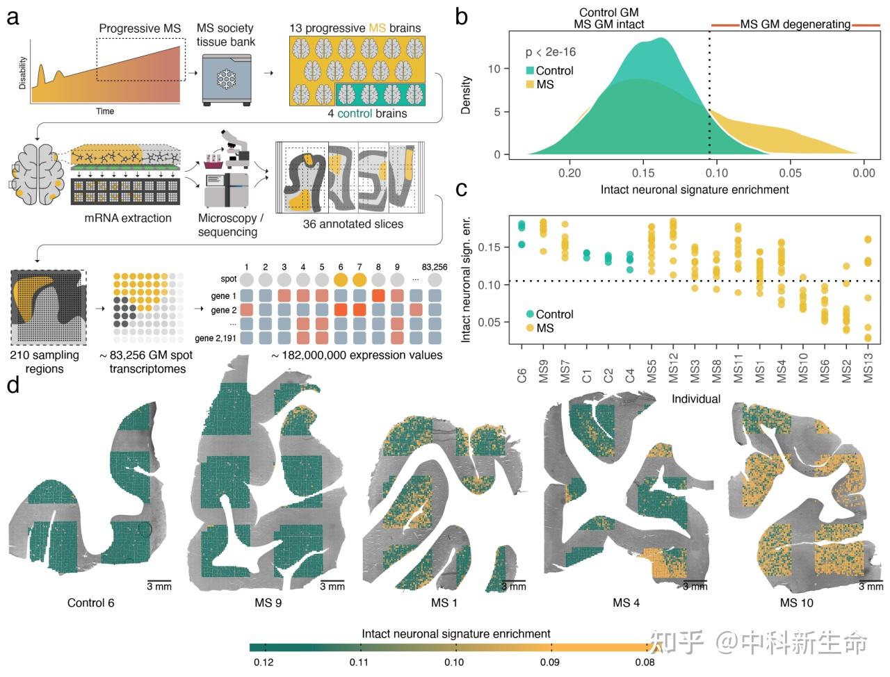 Nature Neuroscience（IF 25.0）| 空间多组学联合发现MS早期神经退行性变通路及治疗靶点 - 知乎