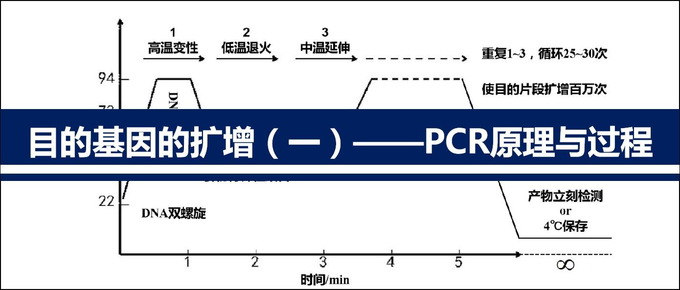 【分子】目的基因的扩增(一)——PCR原理与过程 - 知乎