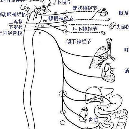 副交感神经