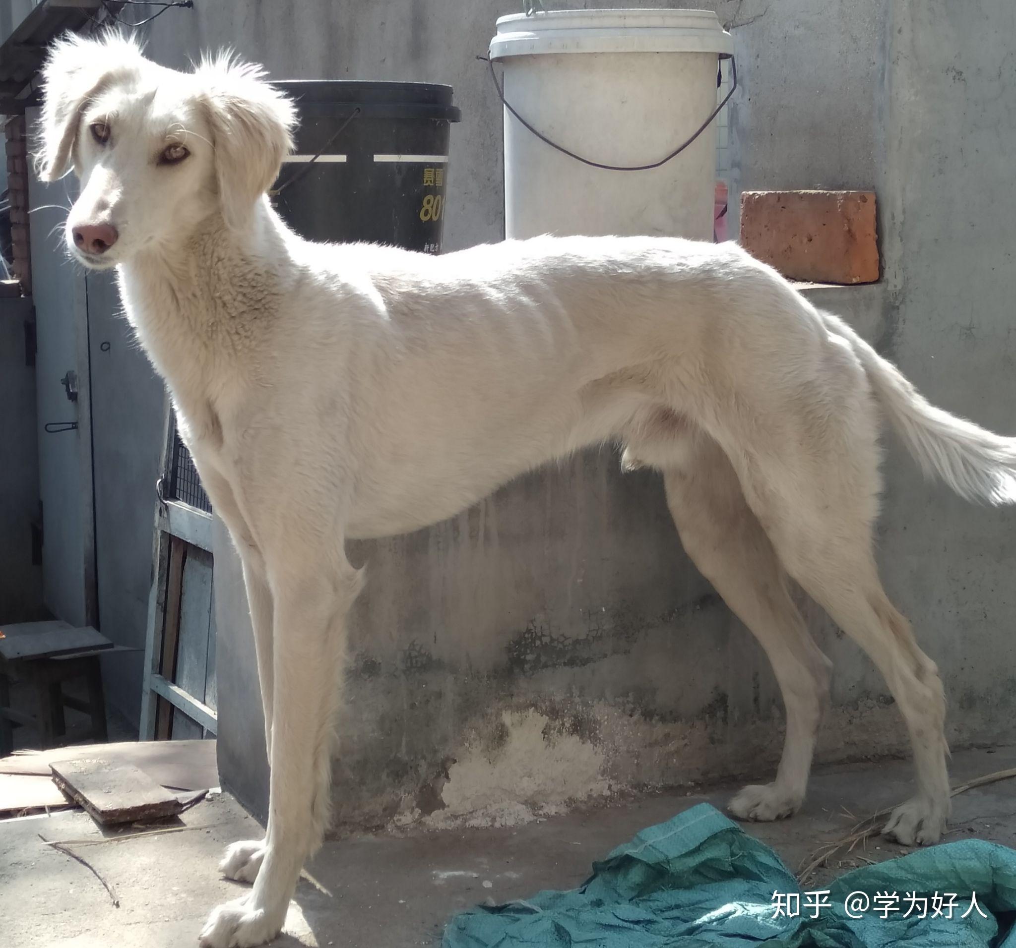 二郎神的哮天犬是什麼品種的犬中華細犬