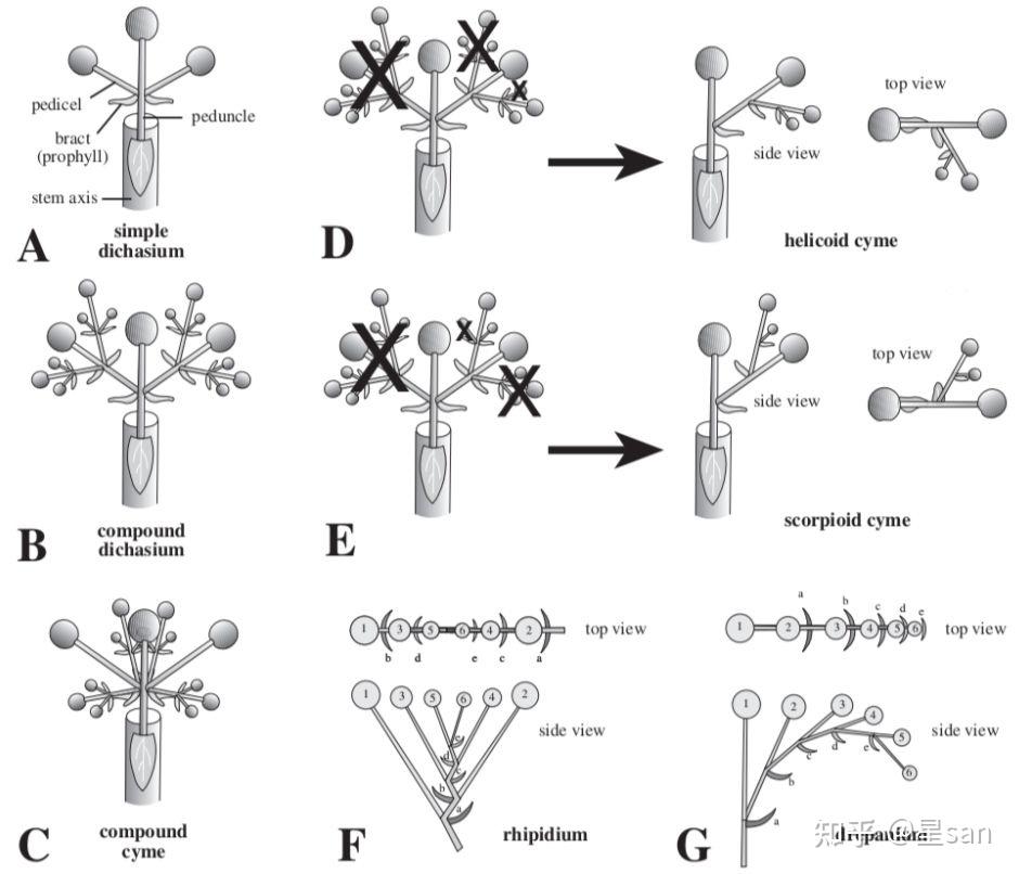 这个是不是单歧聚伞花序中的蝎尾状花序啊