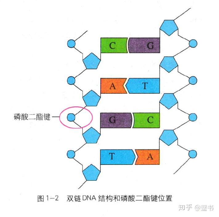 磷酸二酯键图解图片