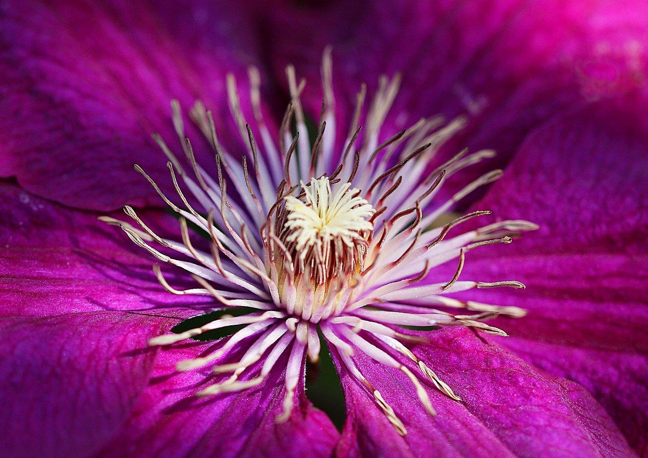 矮牵牛如何扦插繁殖