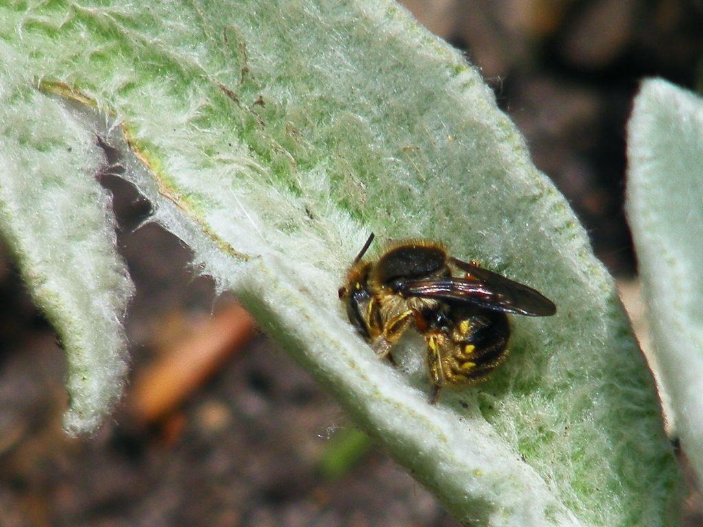 采脂蜂是骗局吗? - 知乎