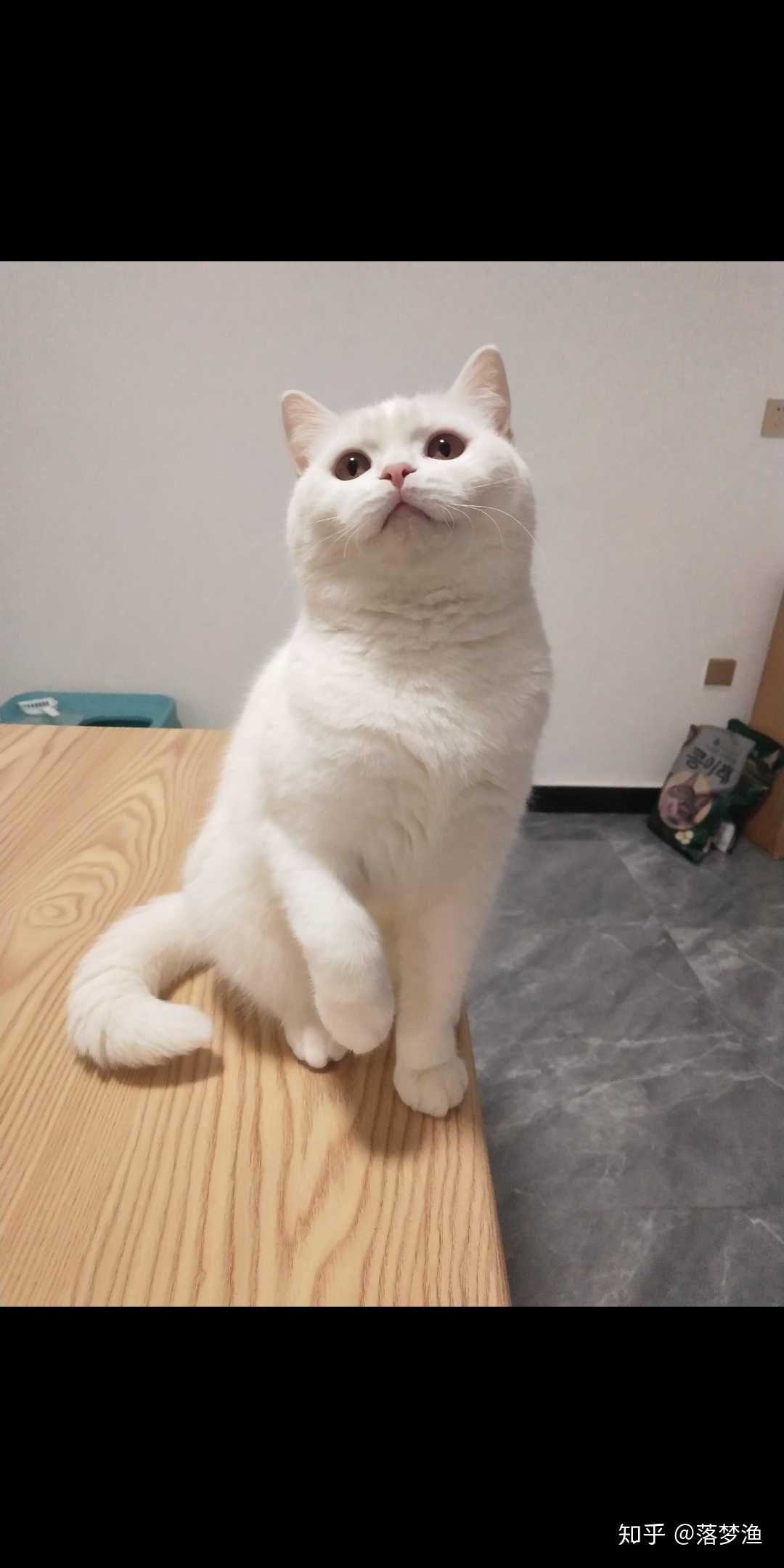 纯白英短跟普通白猫的区别到底在哪里? - 知乎