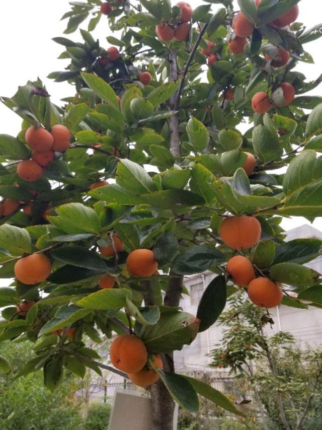 种植柿子树 - 知乎