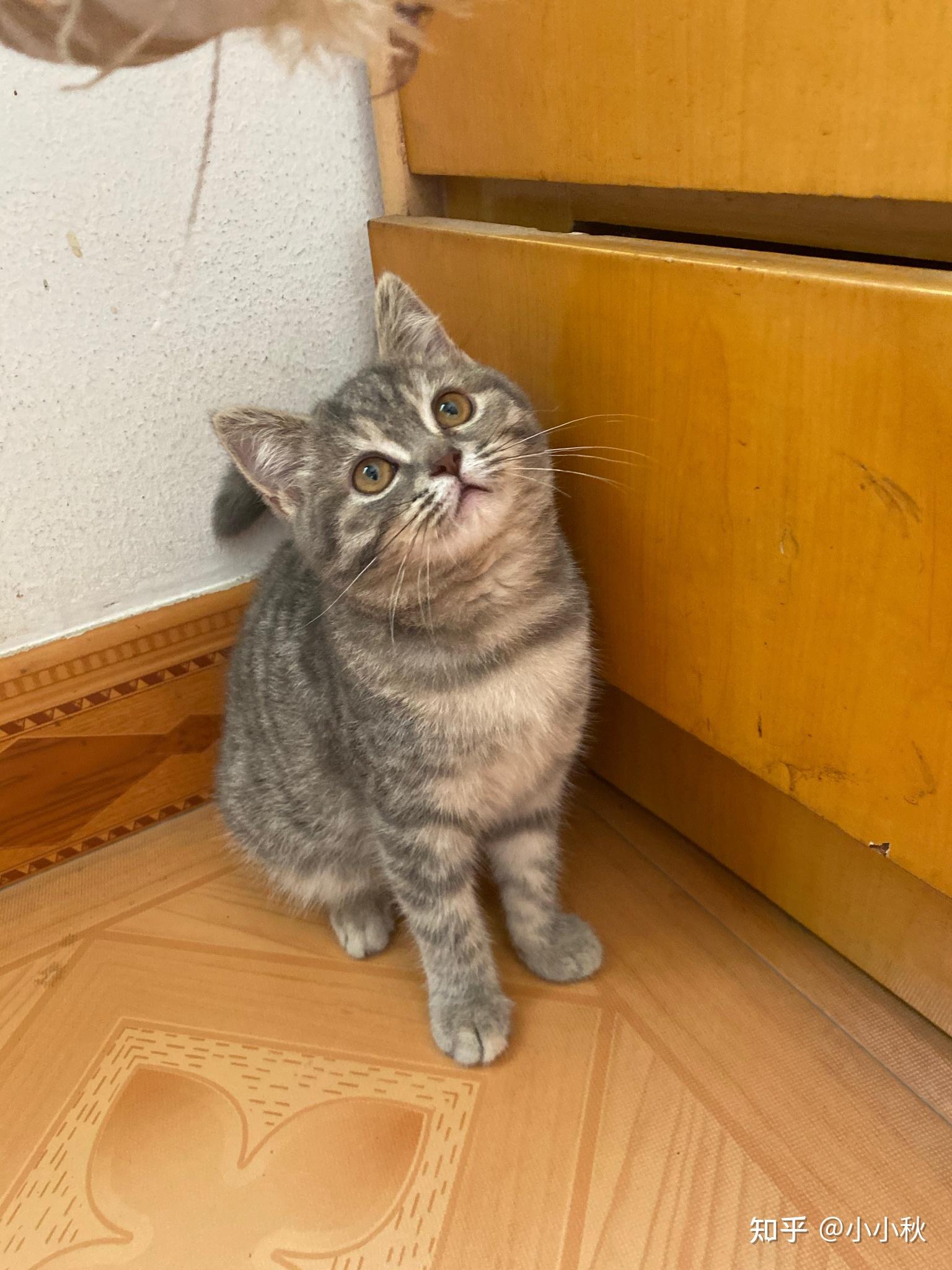 a宠物店说是蓝金卖给我的,b宠物店说是英短端午色.1.