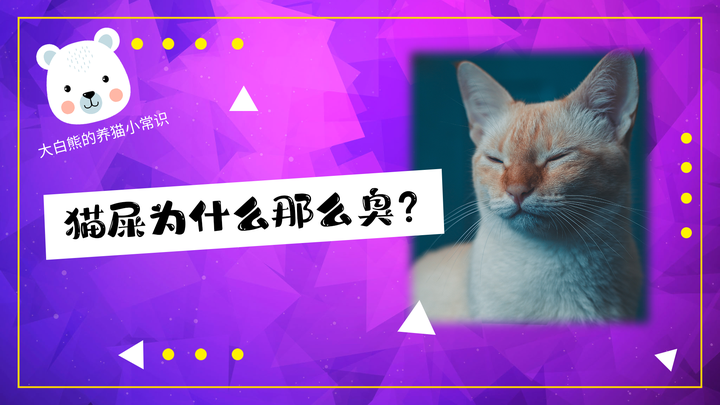 大白熊的养猫小常识06：猫屎为什么那么臭？ 知乎