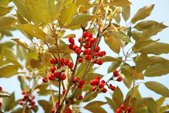 濒危物种|去普陀山拜观音,顺便一睹“佛光树”——舟山新木姜子 - 知乎