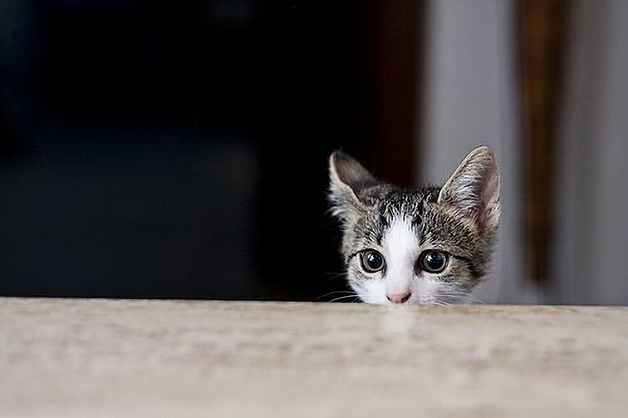 求一个壁纸,图片右边有小猫咪把头伸出来? - 知乎