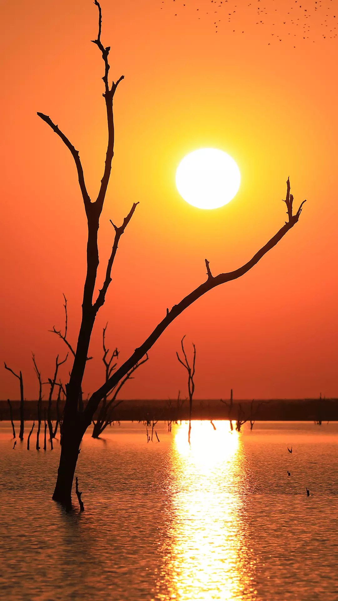 有哪些好看到爆的橙色系壁纸? - 知乎