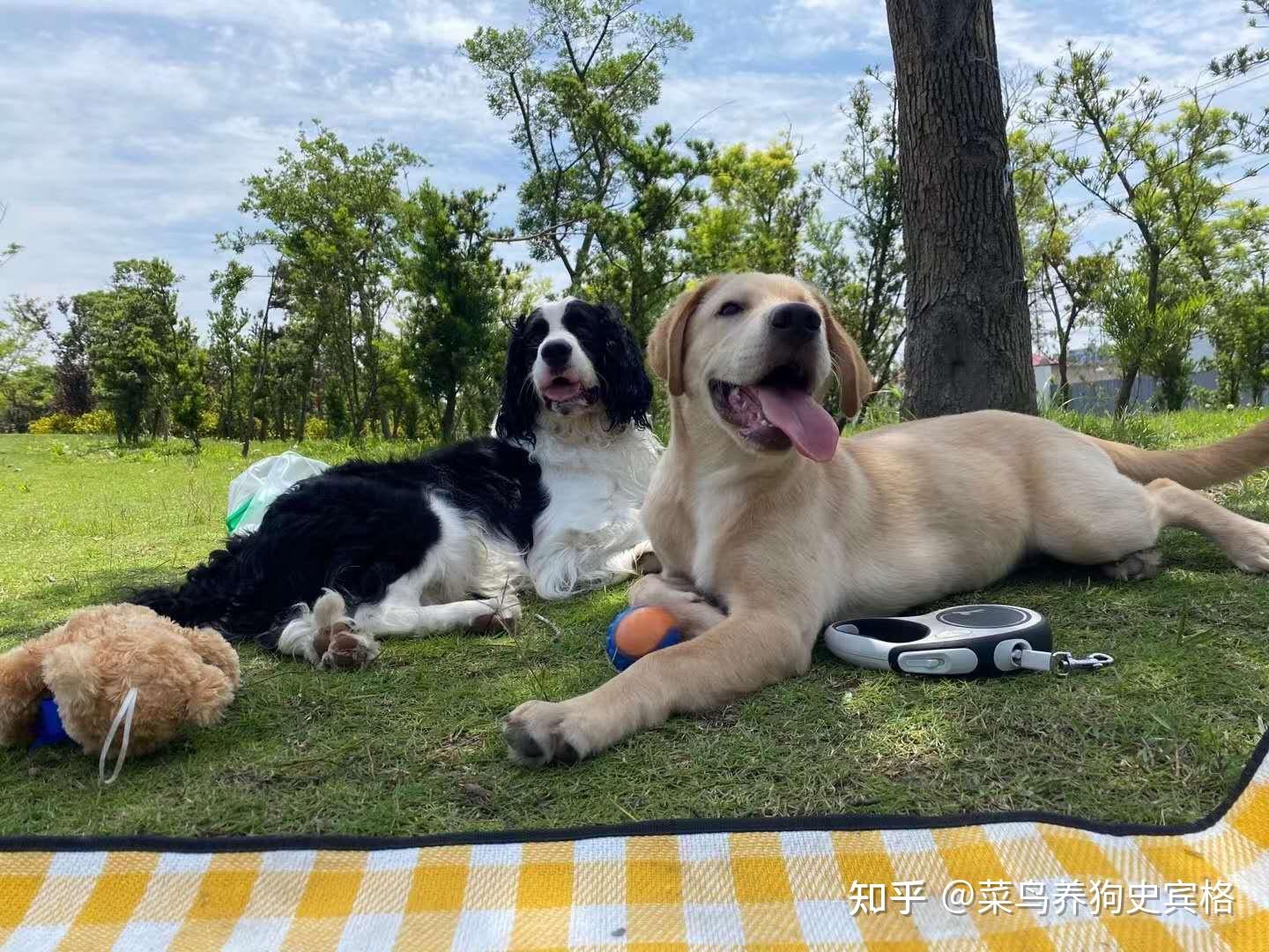 人不如狗系列 - 知乎