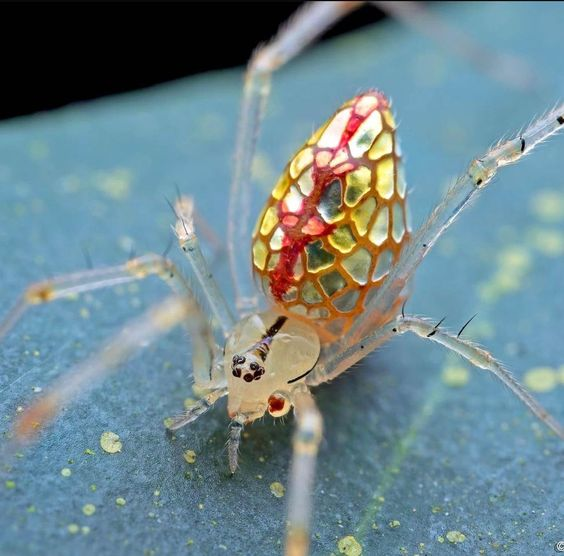 有没有特别可爱的昆虫? - 知乎