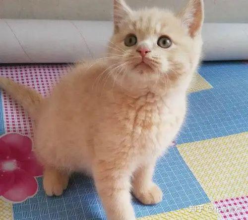 英短这种猫是英国的土猫吗? - 知乎