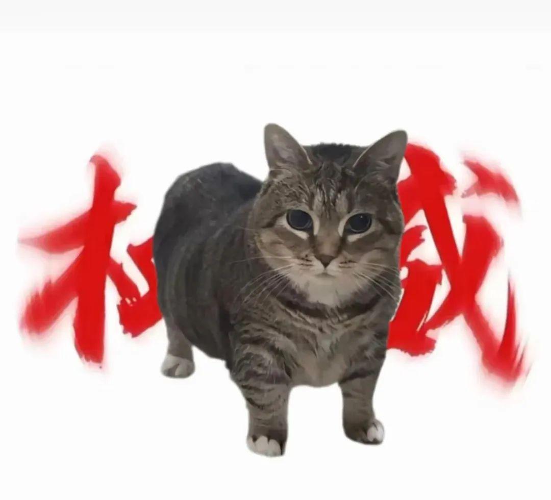 猫meme权威表情包大全 - 知乎