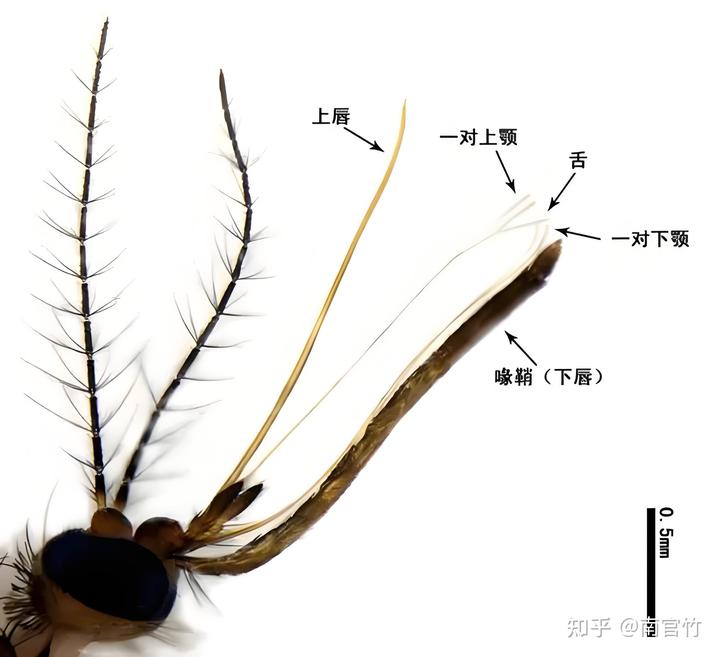 只切掉蚊子的全部腿,而不破坏蚊子其他身体部分,蚊子还能飞起来么?