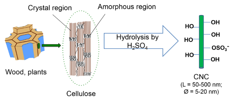 如何制备纳米纤维素晶