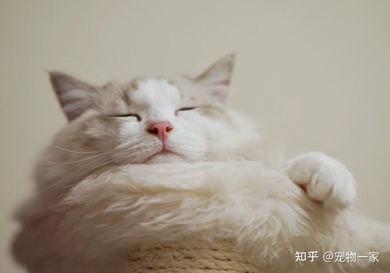 善意提醒：别让布偶猫“上床”睡觉，否则有这些后果- 知乎