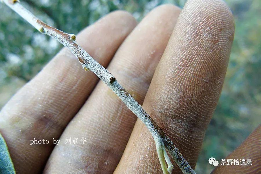 沙枣Elaeagnus angustifolia L. - 知乎