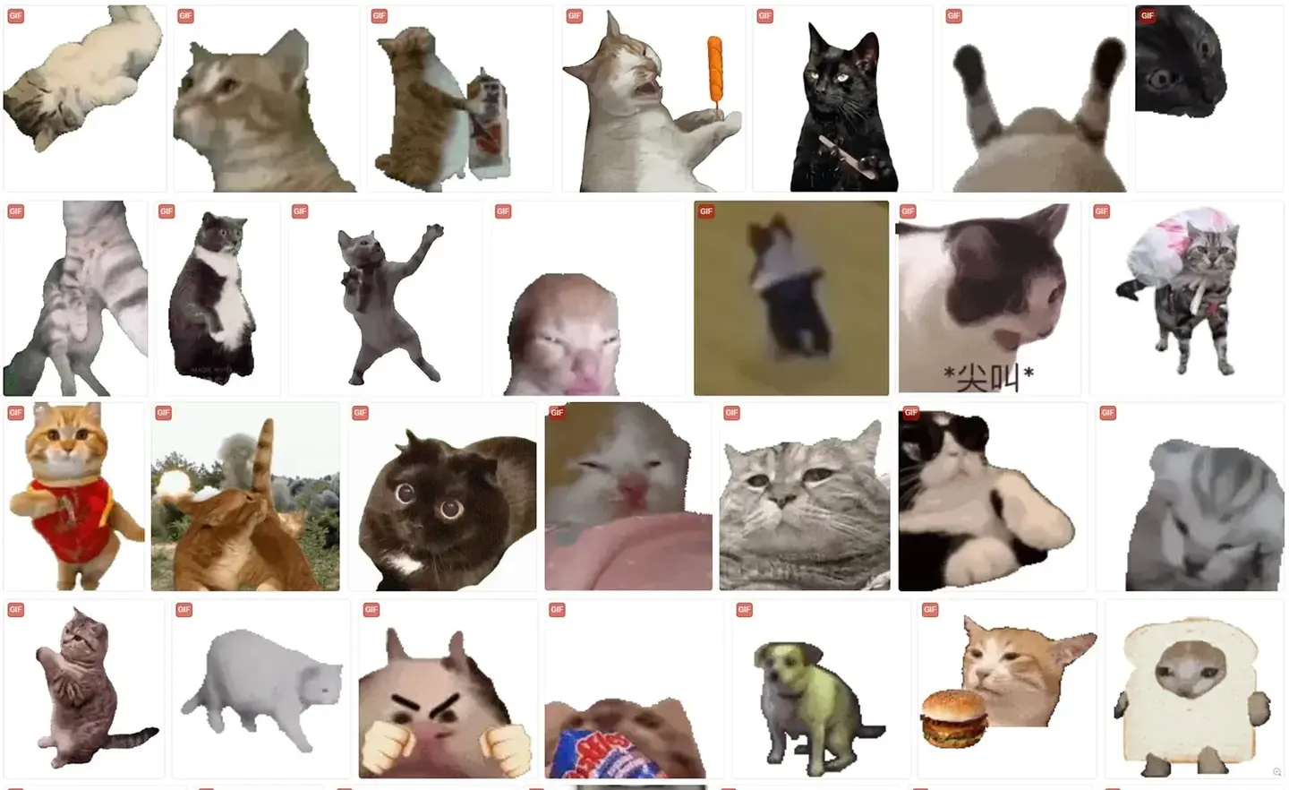 猫meme表情包合集|150张动态GIF表情包 聊天表情包图片大全 - 知乎