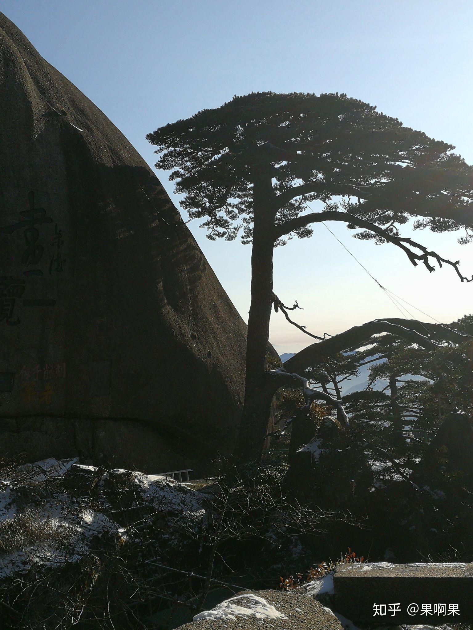 黄山迎客松网传有说死了有说断臂的也有说被雷劈了的那么迎客松现在