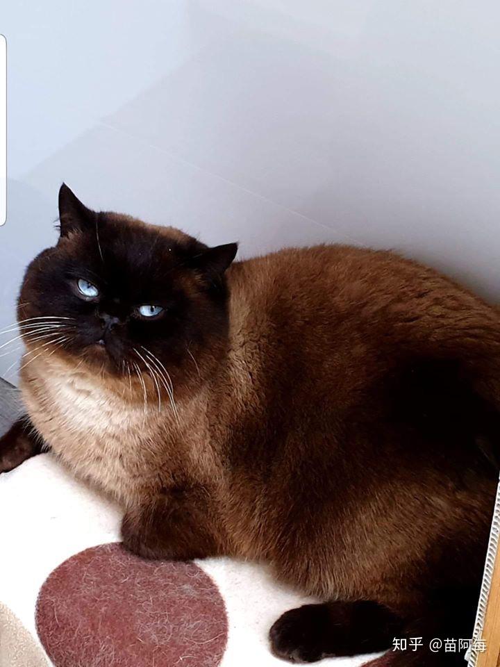 英短重点色会越来越黑么? - 知乎