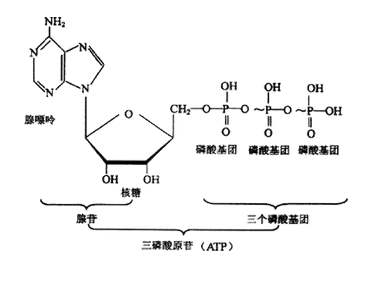 核糖的结构简式图片