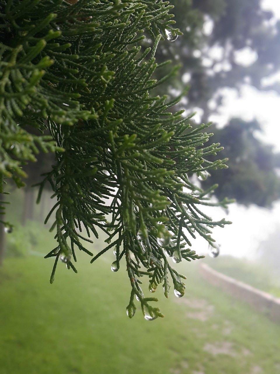 金钱叶如何固定