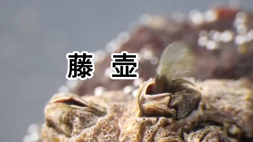 藤壶海洋里的节肢动物