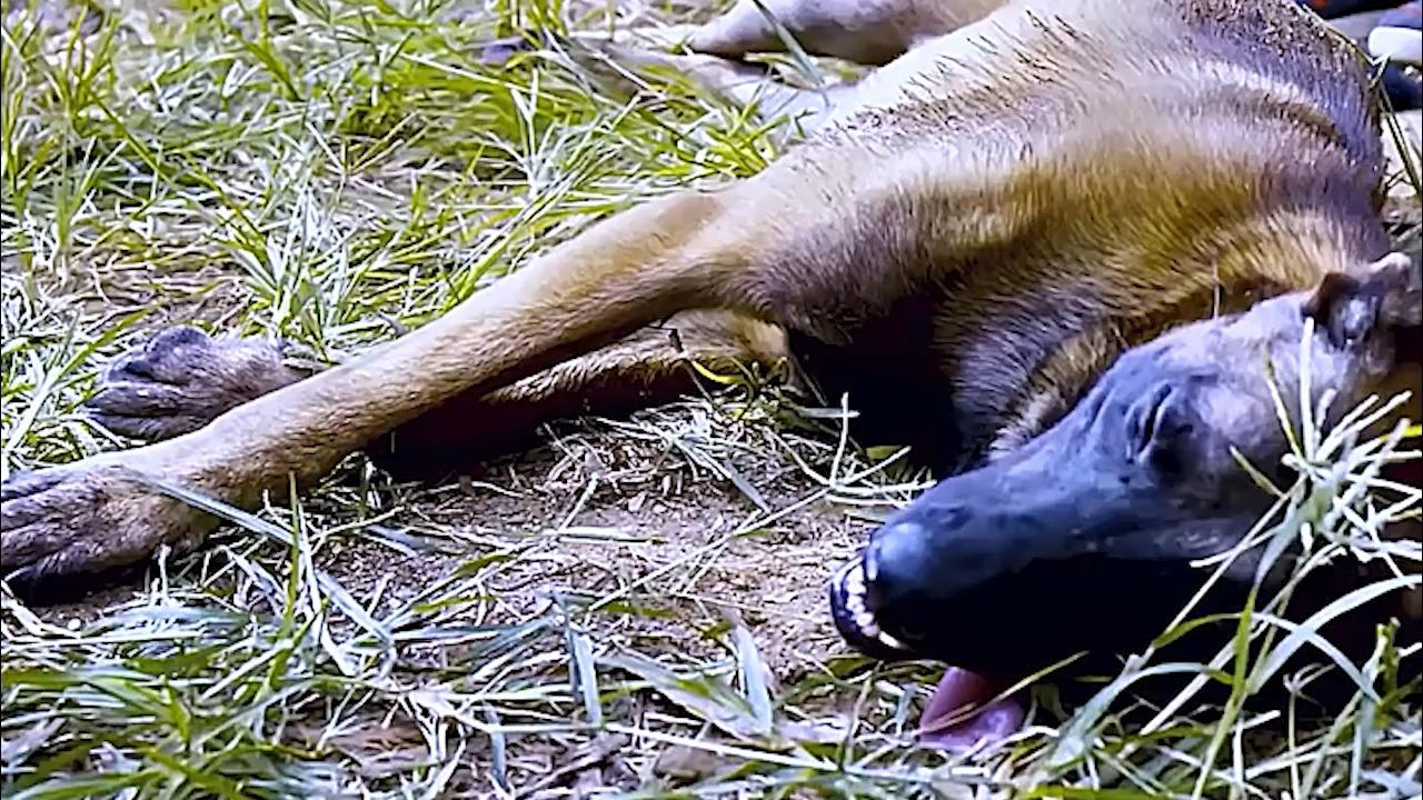 电影神犬落难老人将其救回家后多次帮家人渡过劫难