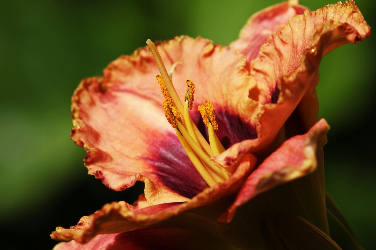 4. 冬雪映衬百合白