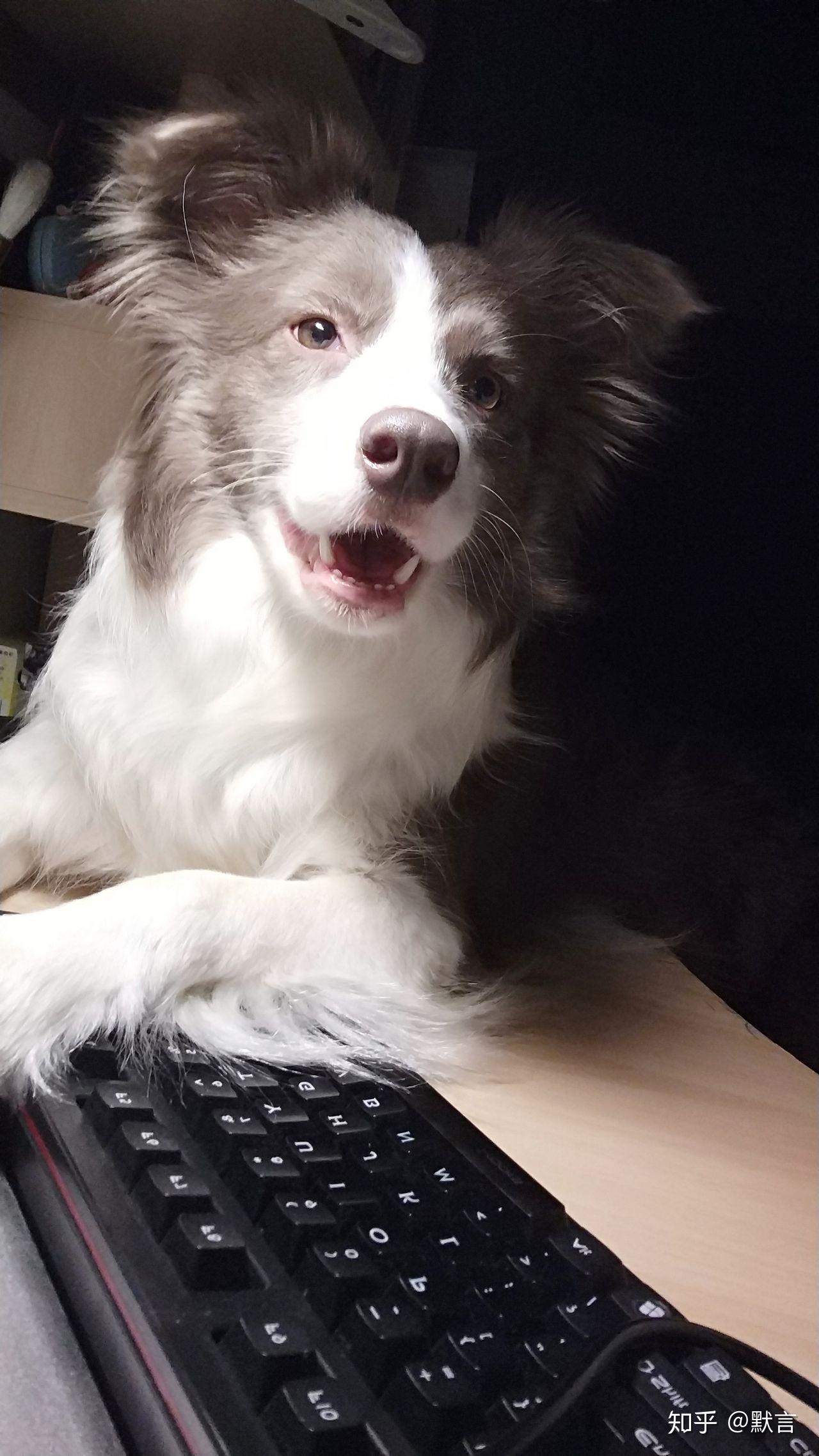 丁香色的边牧是比较稀有的吗