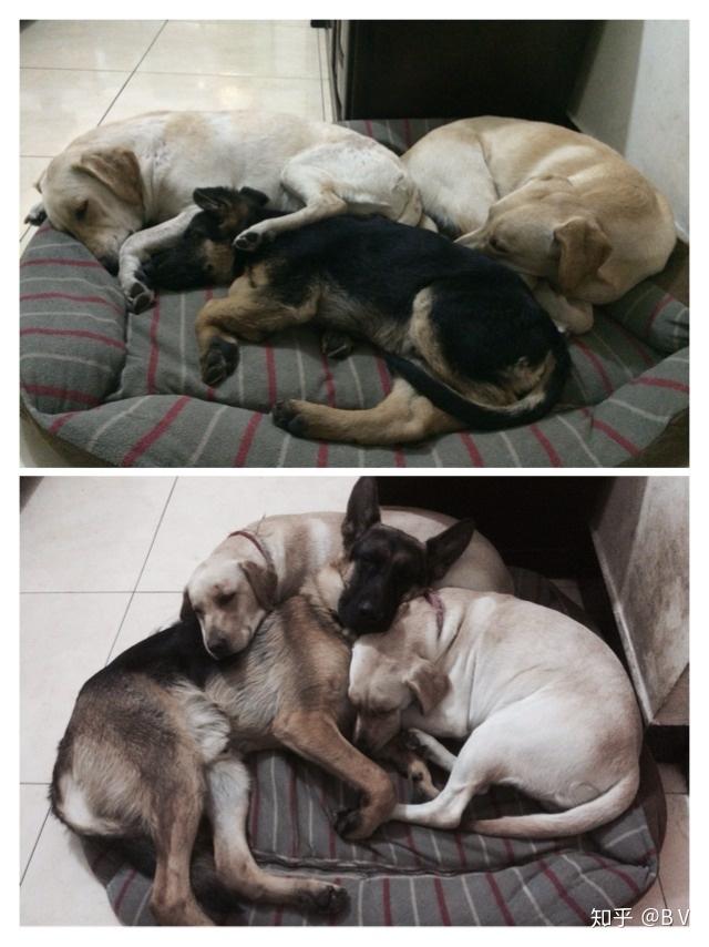 养德牧还是拉布拉多好