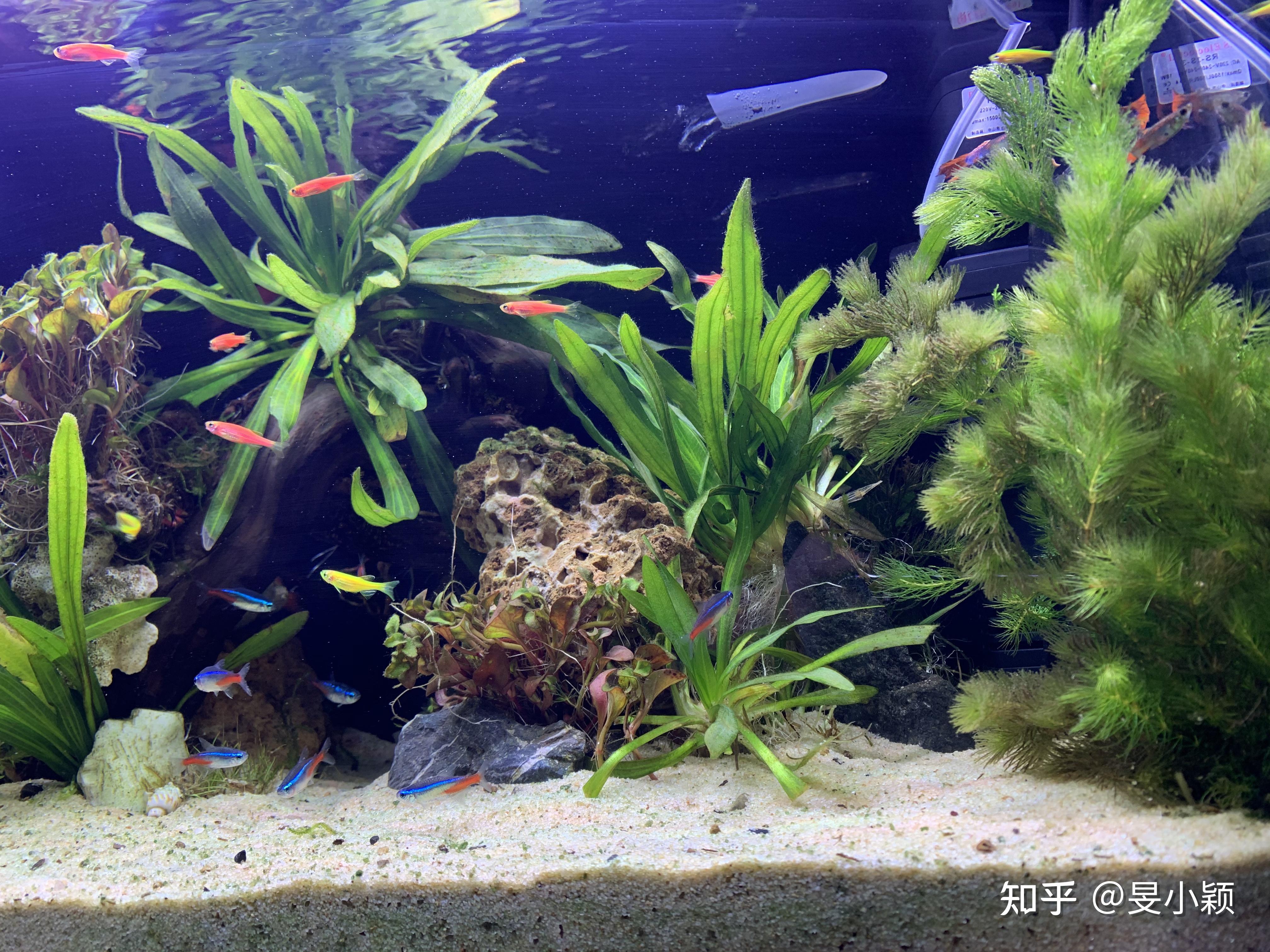 60cm45cm45cm魚缸造景草缸養小形熱帶魚怎麼開缸預算600到1000