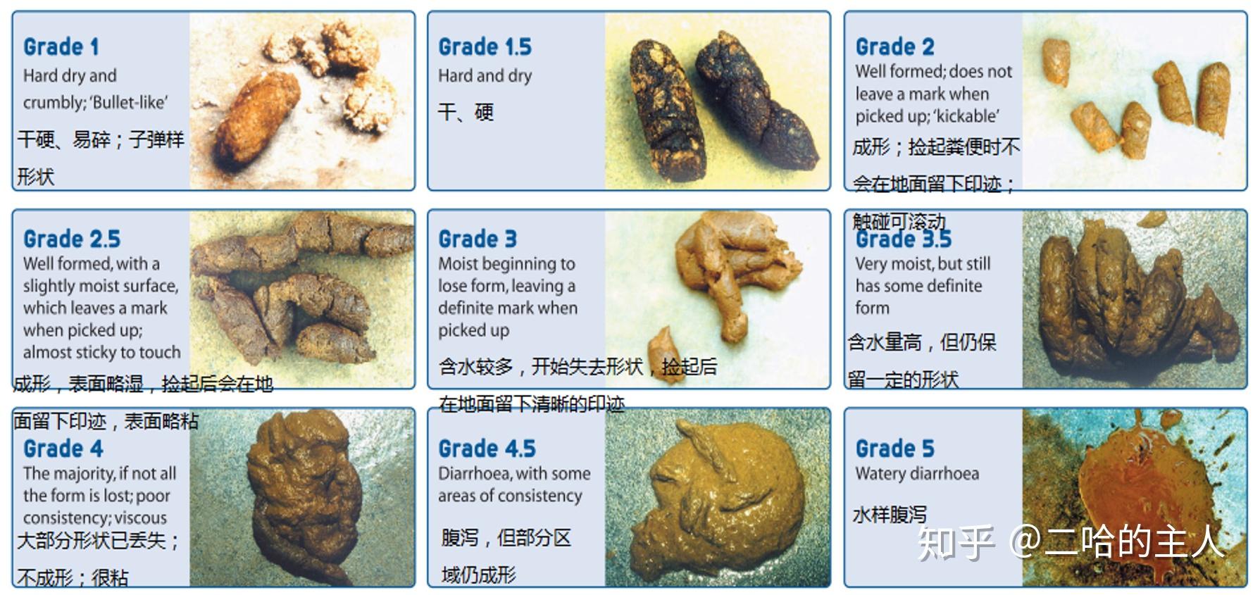 猫的大便是橙色的这正常吗