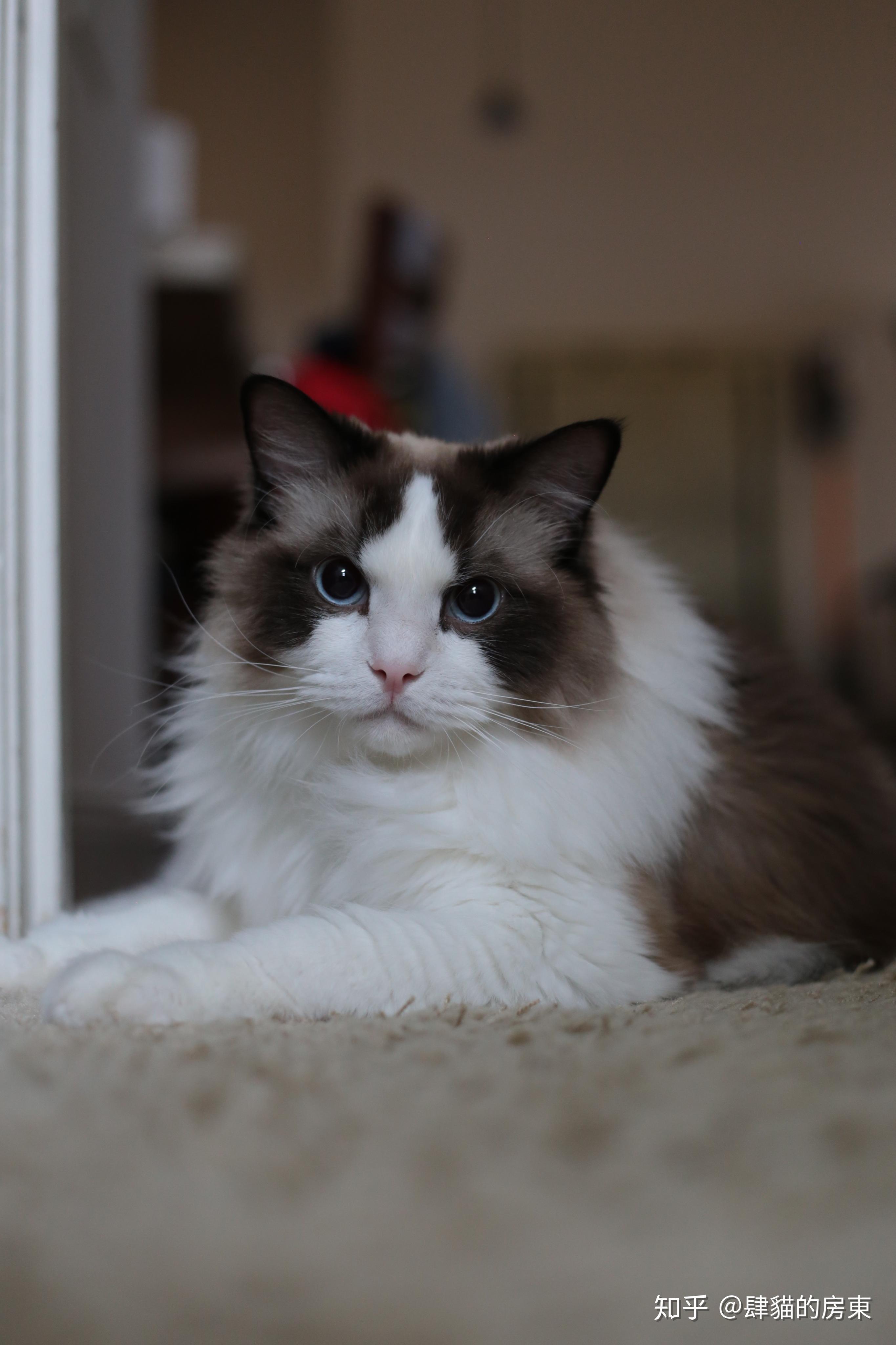 布偶猫能长多胖