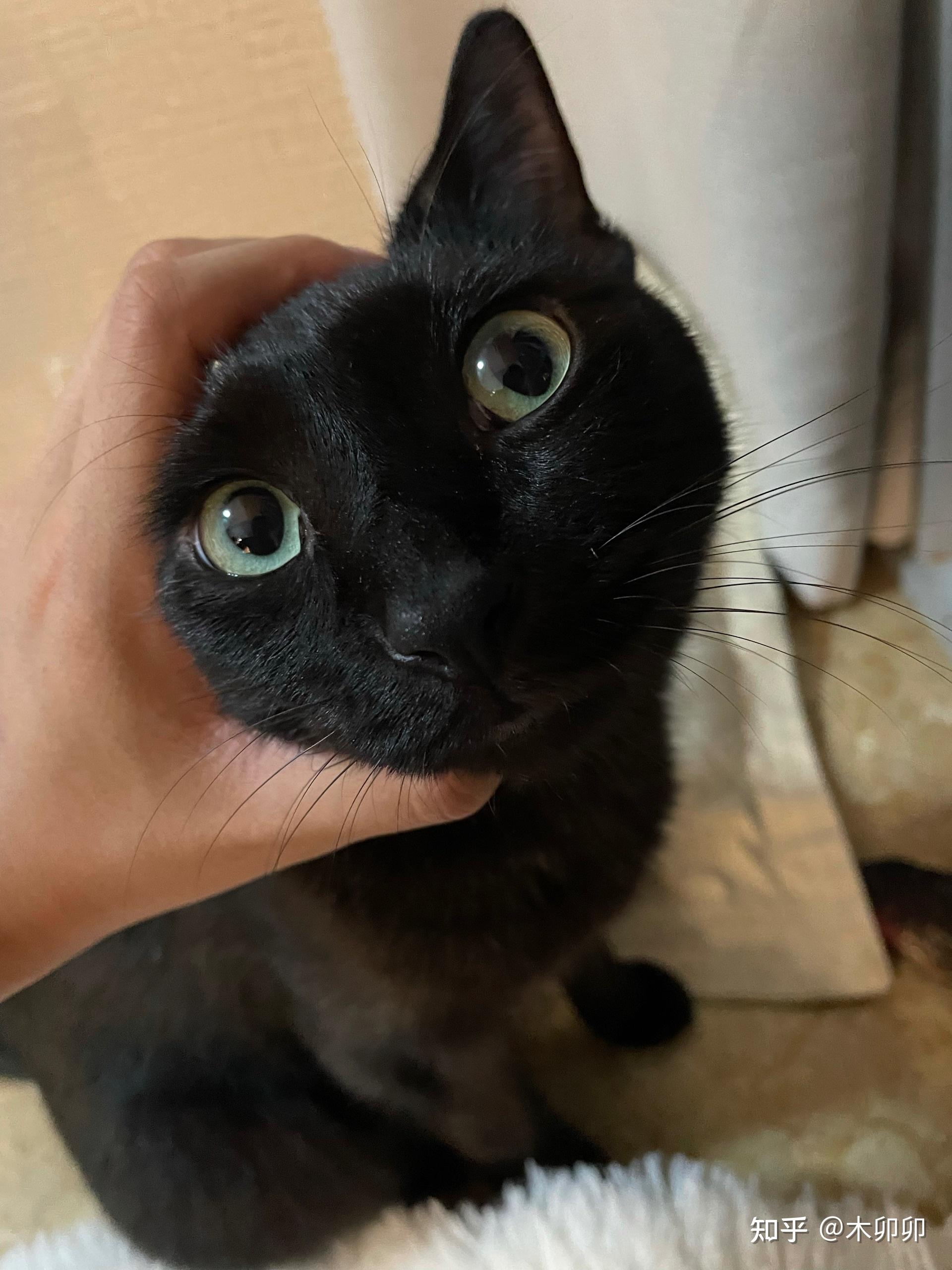 为什么黑猫都是黄眼睛我多年只在现实生活中见到黄眼睛外国电视剧里的