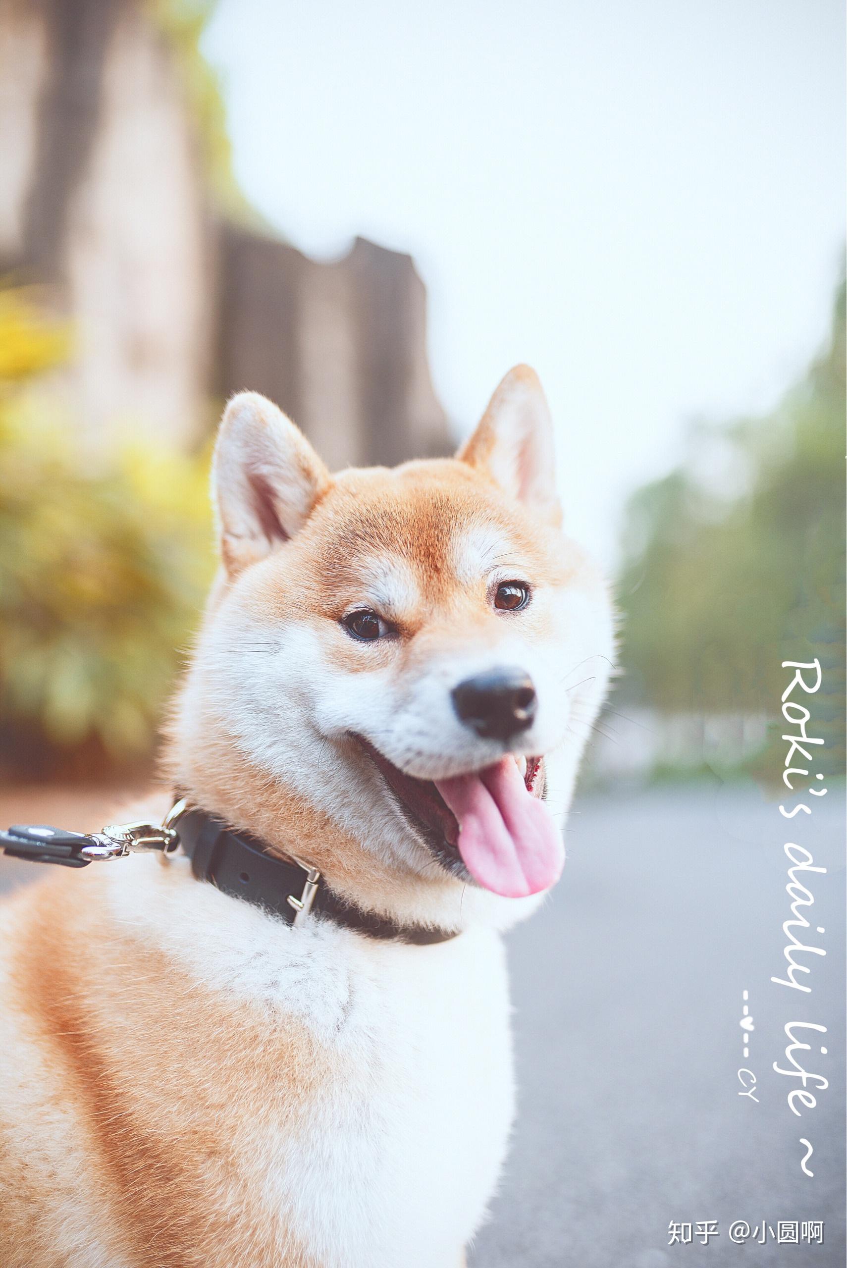 拥有一只柴犬是什么样的体验呢