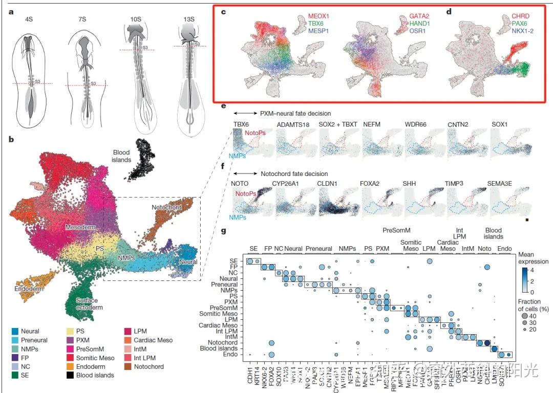 单细胞UMAP图上多个marker基因共表达分析 - 知乎