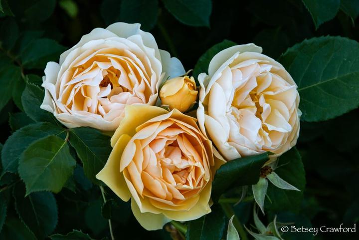 德国诗人里尔克《玫瑰花碗》