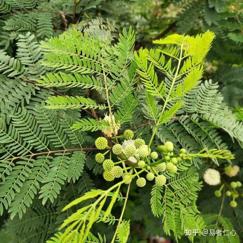 十天干之庚金 - 知乎